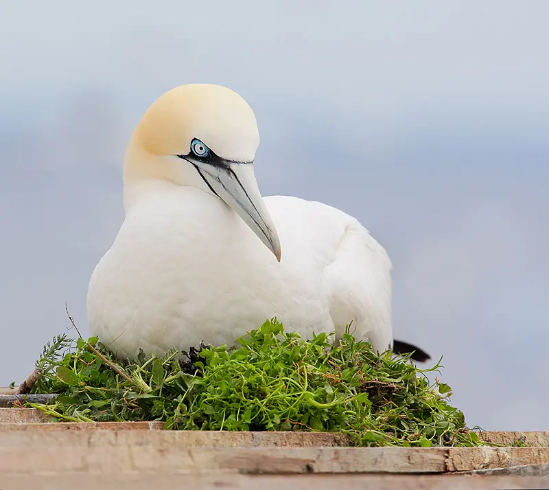 1.5 hour Scenic Wildlife Adventure Cruise image 6