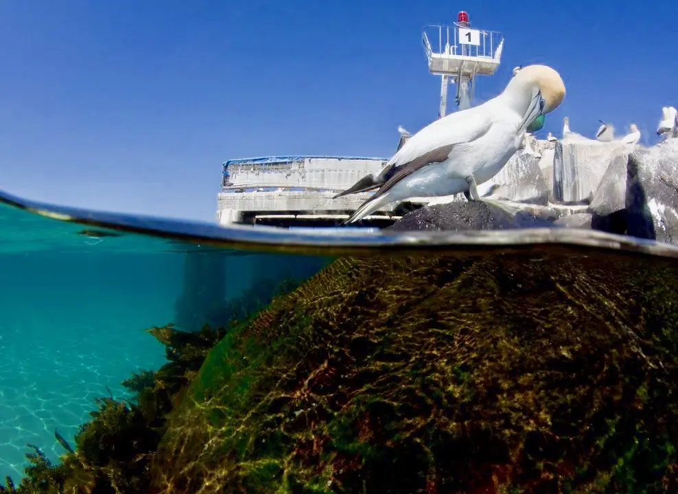 1.5 hour Scenic Wildlife Adventure Cruise image 7