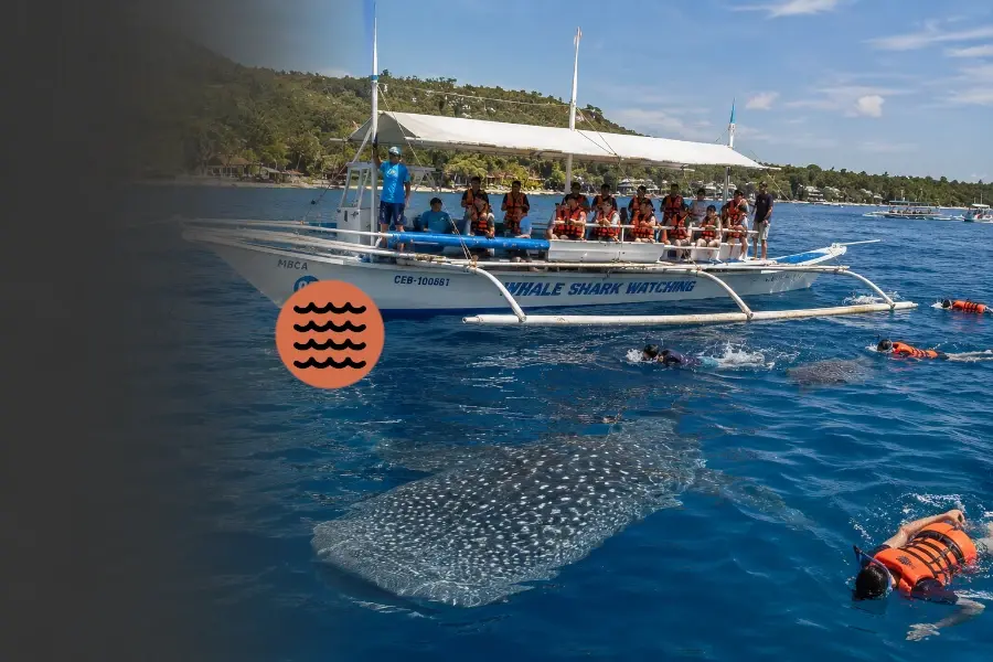 Waleshark Snorkeling with Transport from Cebu in Water Activities in Oslob, Cebu, Philippines