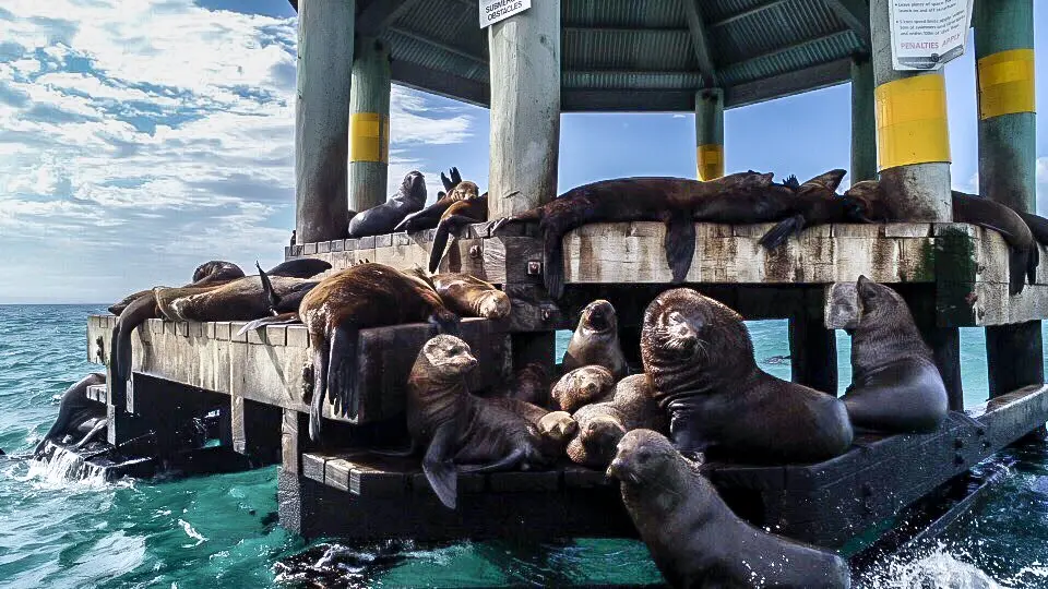 1.5 hour Scenic Wildlife Adventure Cruise image 3