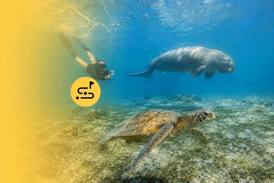 Coron Dugong Spotting with Turtles and Coralgarden in Guided Tour in Busuanga, Palawan, Philippines