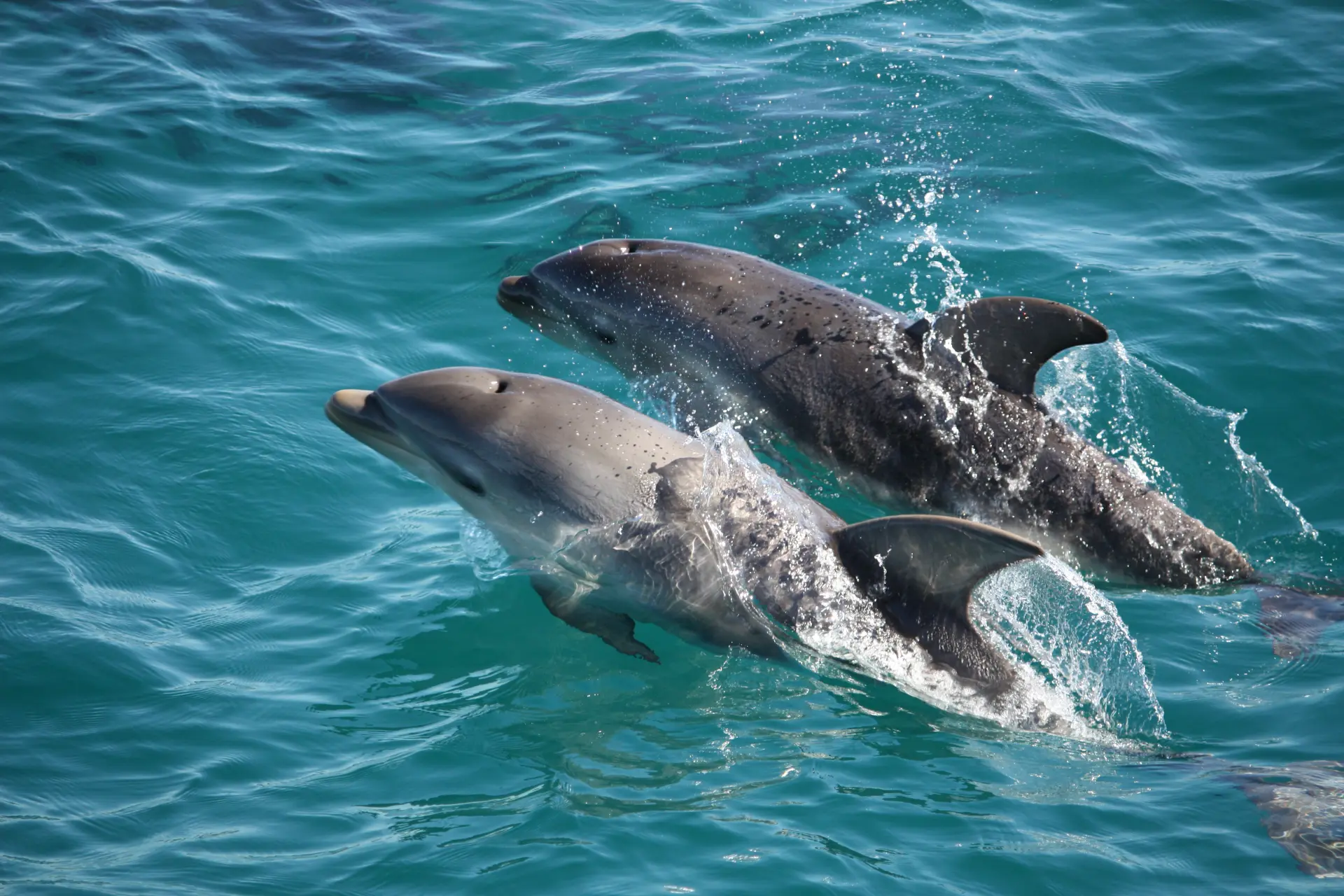 1.5 hour Scenic Wildlife Adventure Cruise image 4