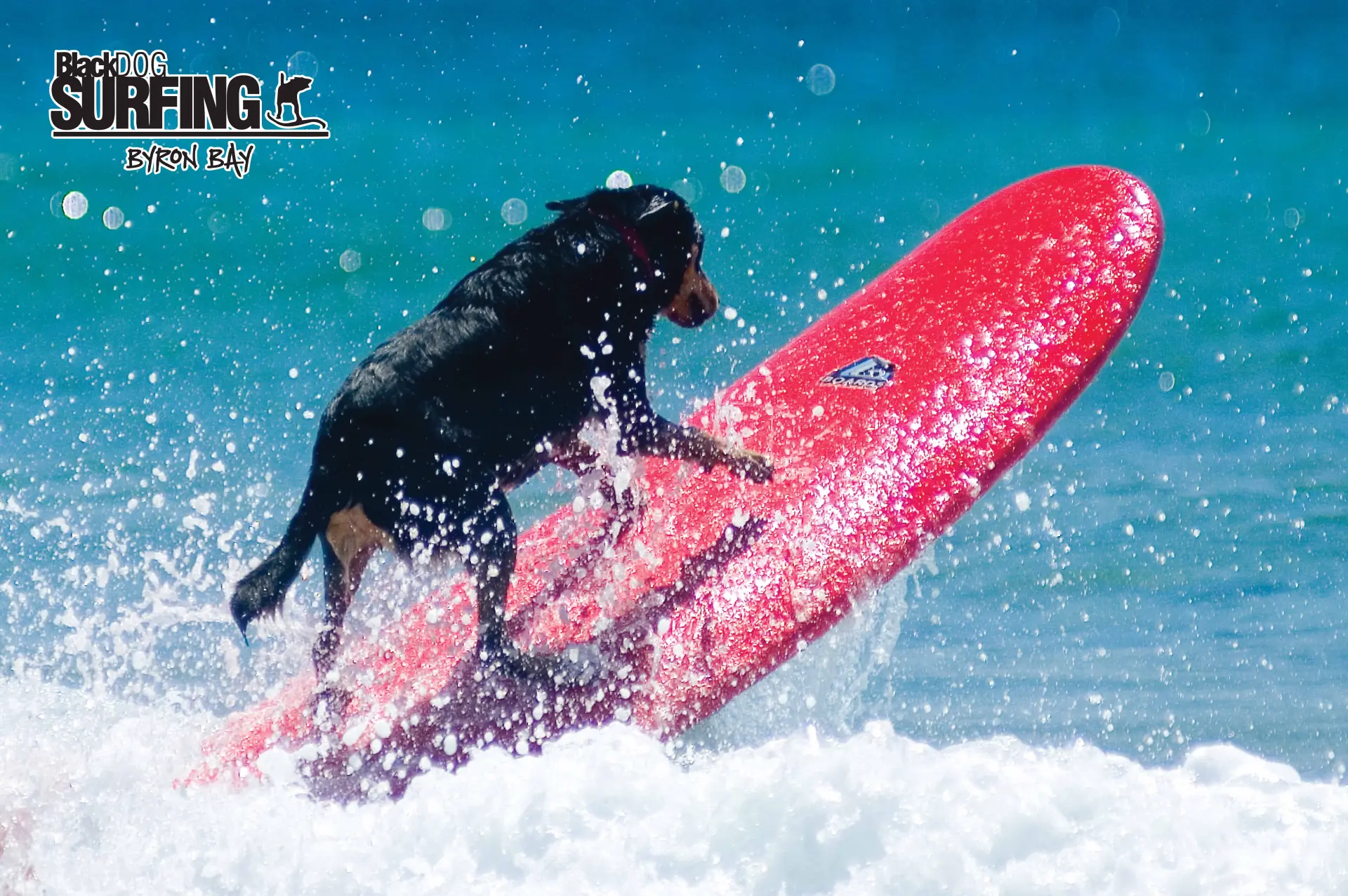 BlackDog Surfing Surf School image 5