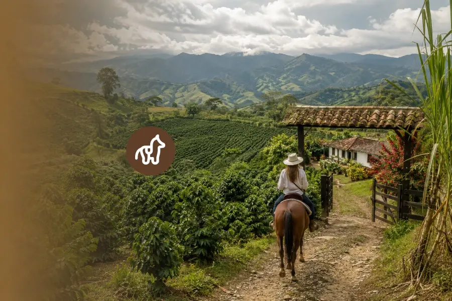 Discover Columbian Coffee with a Horseback arrival horseback riding in Medellín, Antioquia, Colombia
